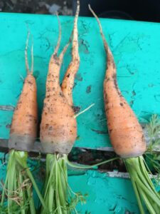 carrot fly damage